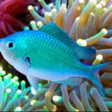 Blue green chromis