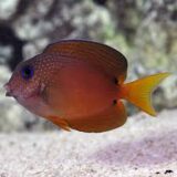 Two Spot bristletooths