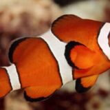 ocellaris-clownfish