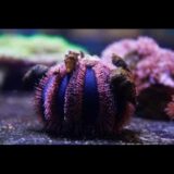 tuxedo urchin