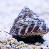 Banded Turbo Snail
