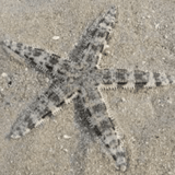 Sandshifting Starfish