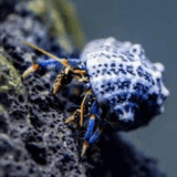 Blue Legged Hermit Crab