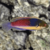 bluesided fairy wrasse