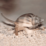 Nassarius Snail