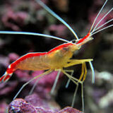 cleaner shrimp