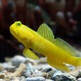 yelloiw watchman goby