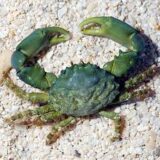 emerald crab