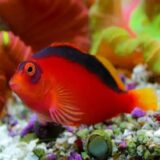 flame hawkfish