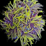 24K Gold Torch Coral