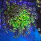 Hologram Branching Hammer Coral