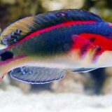exquisite wrasse