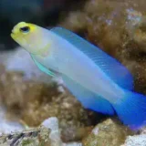 Pearly Jawfish