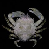 Pithos Crab