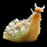 Dolabella Sea Hare ( Algae eater )