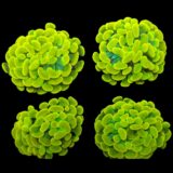 yellow Branch Hammer