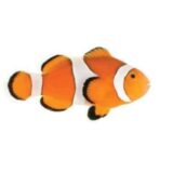 Ocellaris Clownfish ( Captive Bred )