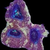 Pink Bowerbanki Coral - Australia