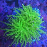 Pink Tip Lumo Green Torch Coral (Double Heads)