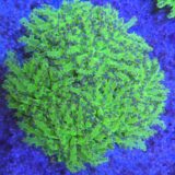 Lumo Green Blue Tip Forgspawn
