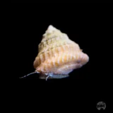 Astrea Snail