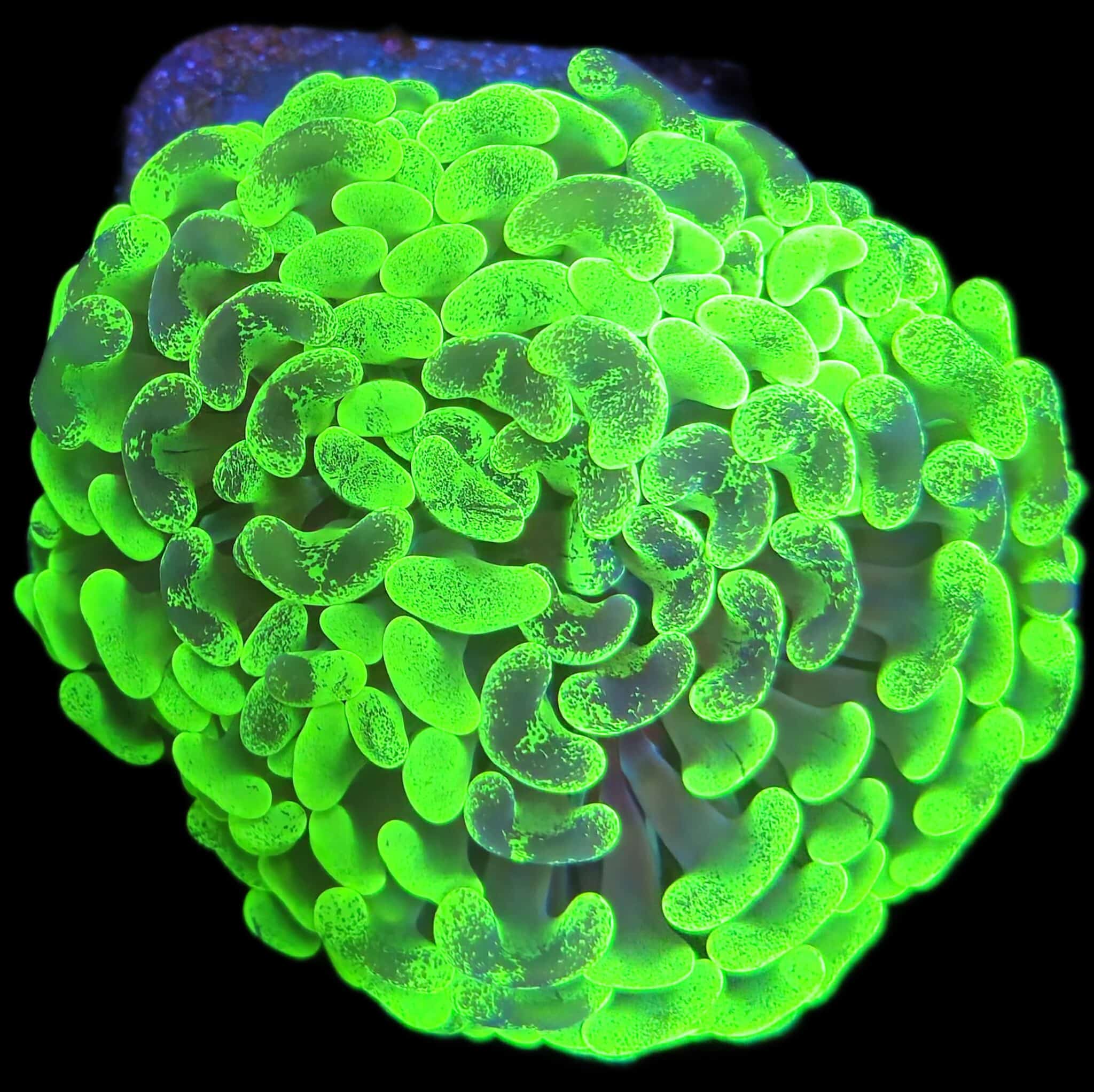 Australian Mottled Hammer (Walling)