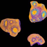 Australian Chalice Frags