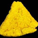 Orange Leptoseris Frags