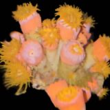 Australian Sun Coral