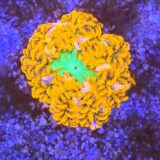 Rock Flower Anemone (Super Red)