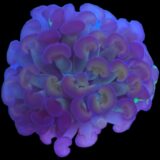 Bicolour Branching Hammer