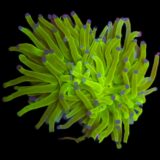 Green Holy Grail Torch (Ultra)