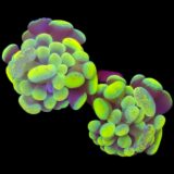 Yellow Mottled Branching Hammer