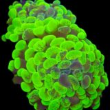 Neon Green Mottled Branching Hammer