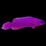 Orchard Dottyback-S/M