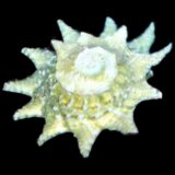 Star Astraea Snail