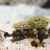 scooter blenny