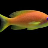 Lyrertail Anthias