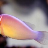 Skunk Clownfish