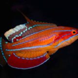 McCosker's Flasher Wrasse