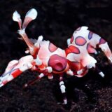 Harlequin Shrimp