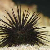Long Spine Urchin
