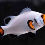 Platinum Clownfish