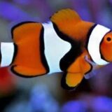 Edge Black Clownfish