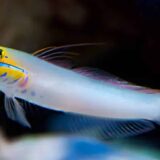 Golden Head Sleeper Goby