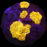 Orange Pimple Mushroom-Per Leaf