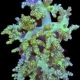 Young Green Soft Coral