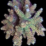 Acropora (var4)