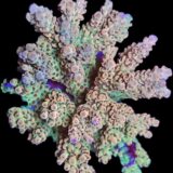 Acropora (var2)
