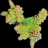 Acropora (var1)